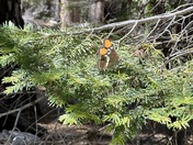 Kings Canyon National Park