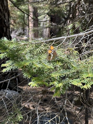 Kings Canyon National Park