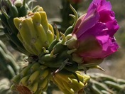 Carlsbad Caverns National Park