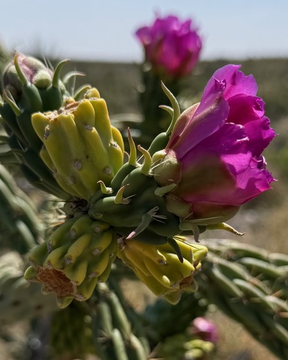 Carlsbad Caverns National Park