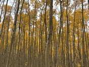 Santa Fe National Forest