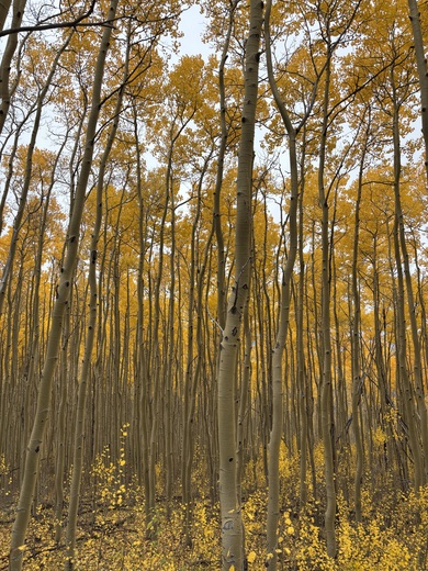 Santa Fe National Forest