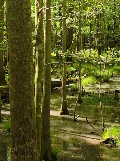 Congaree National Park 