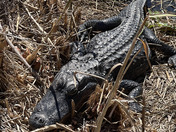 Everglades National Park