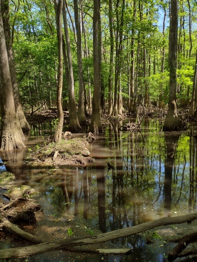 Congaree National Park 