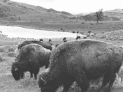 Yellowstone National Park 