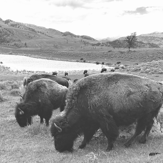 Yellowstone National Park 