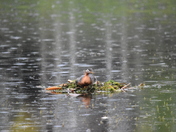 Red Necked Grebe