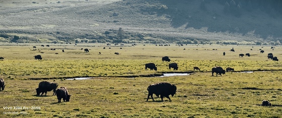 Yellowstone National Park