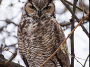Tonto National Forest