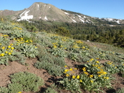Mokelumne Wilderness