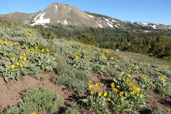 Mokelumne Wilderness