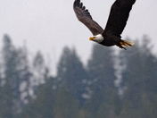 Idaho Panhandle National Forests