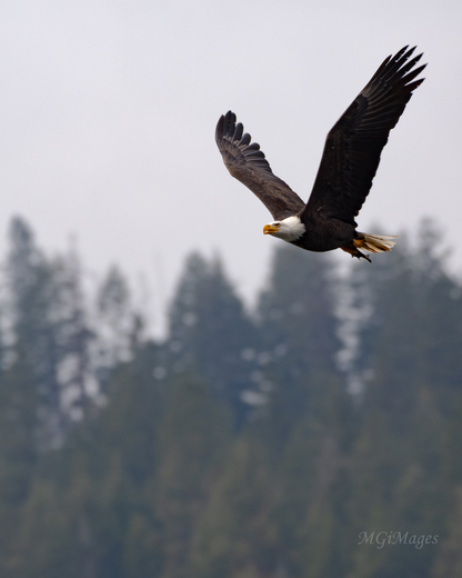 Idaho Panhandle National Forests