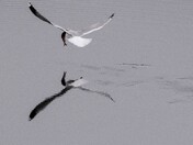 Idaho Panhandle National Forests