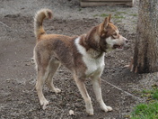 Denali National Park