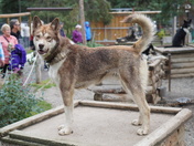 Denali National Park