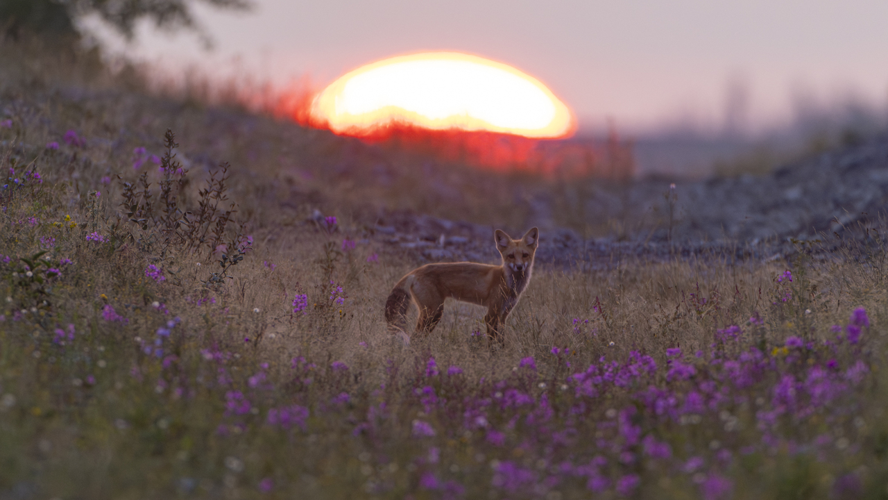 Under the setting sun