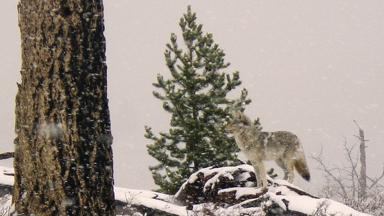 Yellowstone National Park
