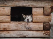 Denali National Park