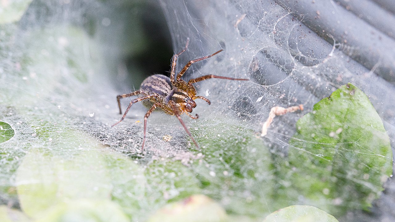 Funnel Weaver Spider 