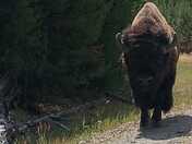 YELLOWSTONE NATIONAL PARK