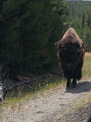 YELLOWSTONE NATIONAL PARK