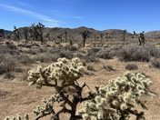 Joshua Tree National Park