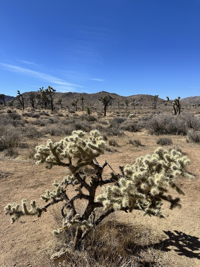 Joshua Tree National Park