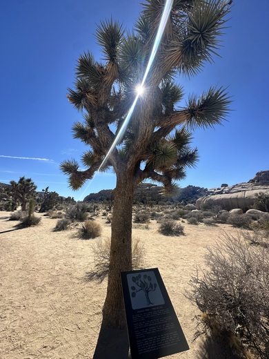 Joshua Tree National Park