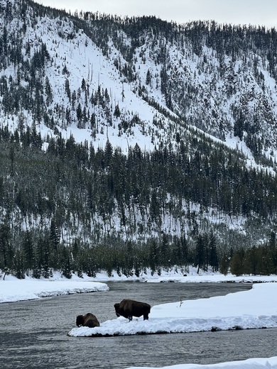 Yellowstone National Park