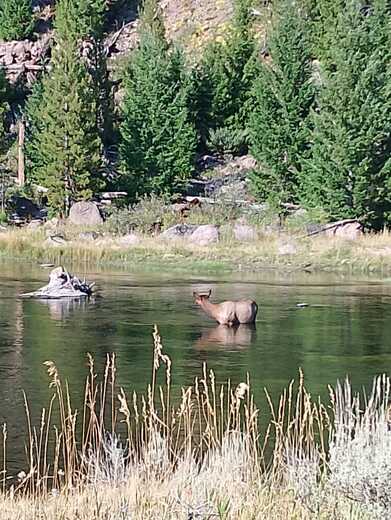 YELLOWSTONE NATIONAL PARK