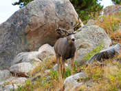 Rocky Mountain National Park