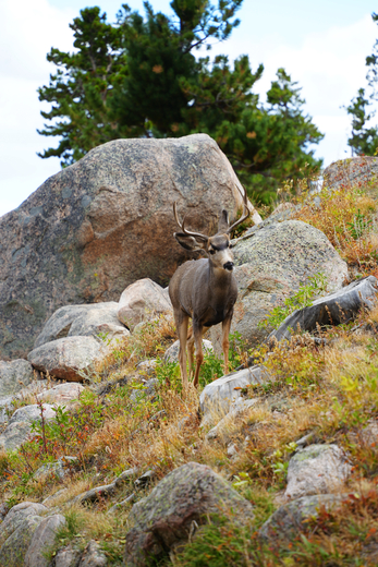 Rocky Mountain National Park