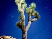 Joshua Tree National Park 