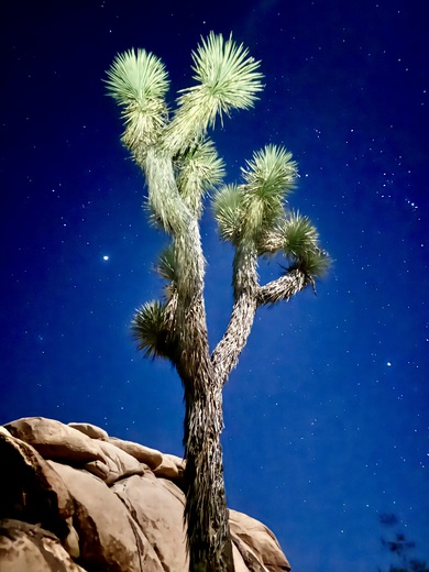 Joshua Tree National Park 