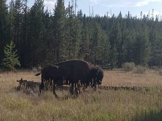YELLOWSTONE NATIONAL PARK