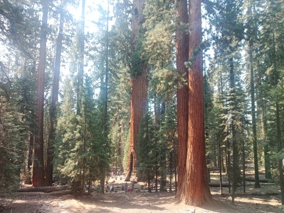 Sequoia National Park