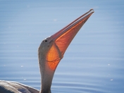 William L Finley National Wildlife Refuge