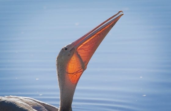 William L Finley National Wildlife Refuge