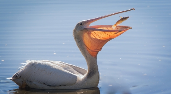 William L Finley National Wildlife Refuge