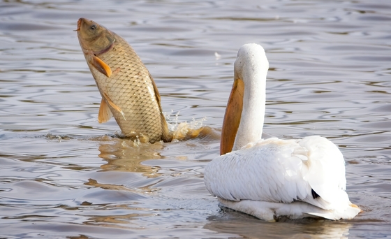 William L. Finley National Wildlife Refuge