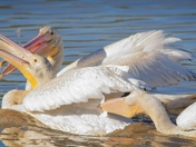 William L. Finley National Wildlife Refuge