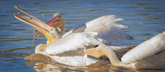 William L. Finley National Wildlife Refuge