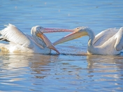 William L. Finley National Wildlife Refuge