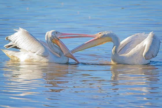 William L. Finley National Wildlife Refuge