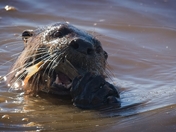 William L. Finley National Wildlife Refuge