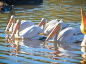 William L. Finley National Wildlife Refuge