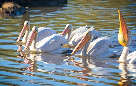 William L. Finley National Wildlife Refuge