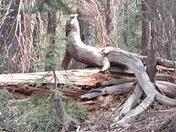 Desilation Valley at Fallen Leaf Lake